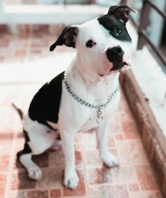Calm, peaceful pet after separation anxiety healing session