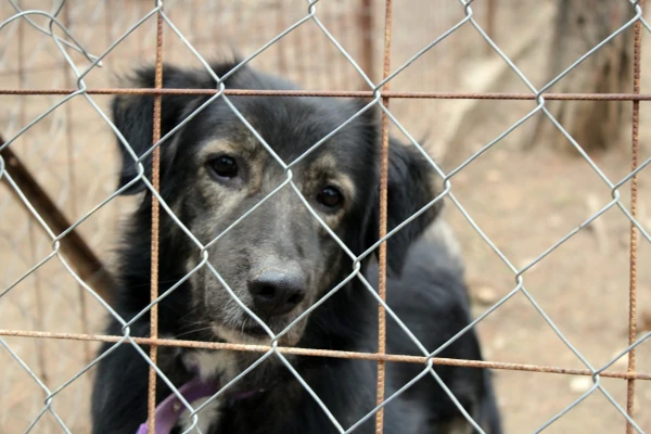 Rescue pet showing fear and withdrawal before healing