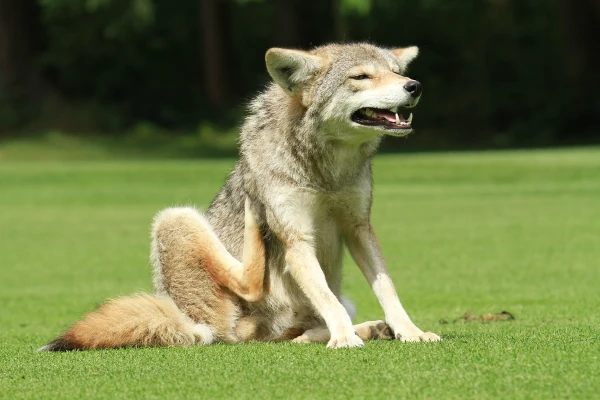 Pet experiencing allergy distress before healing