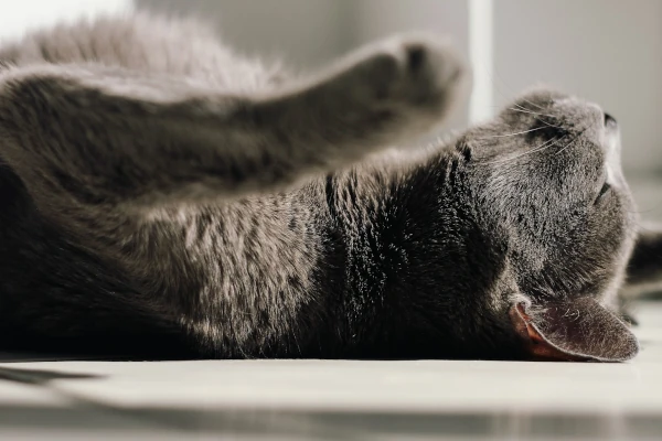 Calm, relaxed pet showing confident body language