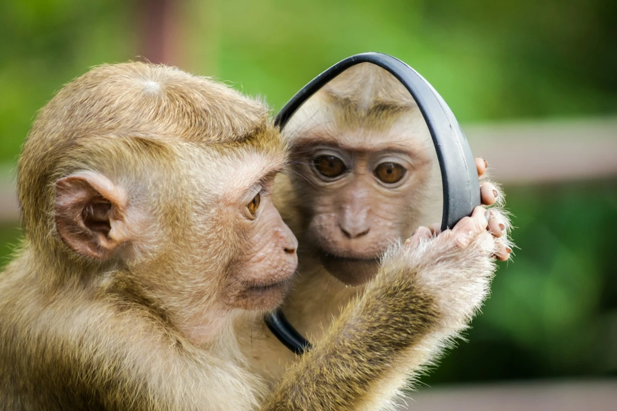 Animal Consciousness