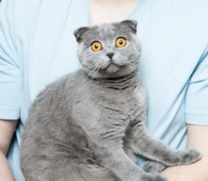 Anxious and stressed cat before quantum session before Pet Anxiety & Stress Relief session