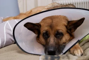 Unhappy and stressed dog before vibrational Healing
