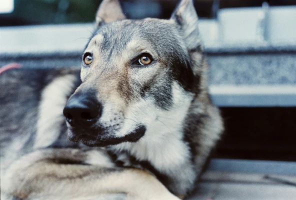 Calm, confident pet in peaceful environment