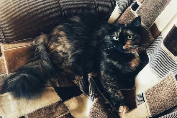 Cat healthy and happy after recovery