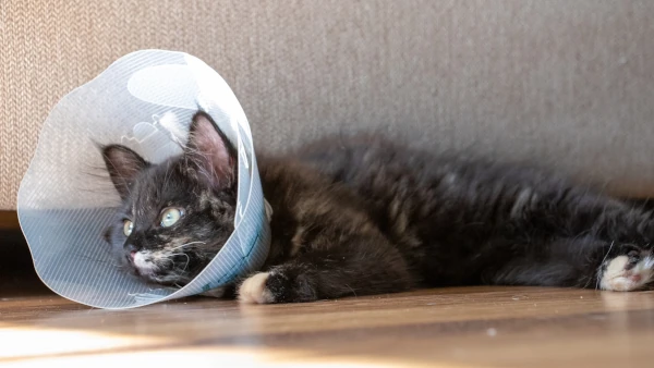 Cat looking unwell after surgery