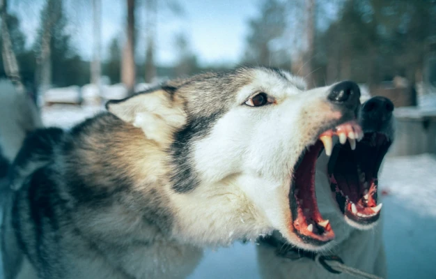 Pet showing signs of aggression and reactivity