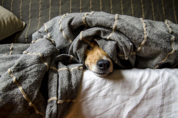 Fearful pet hiding and showing timid behavior