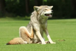 Dog Suffering From Allergies