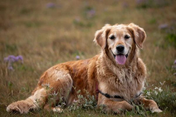 Happy, comfortable pet after animal communication for pain relief session