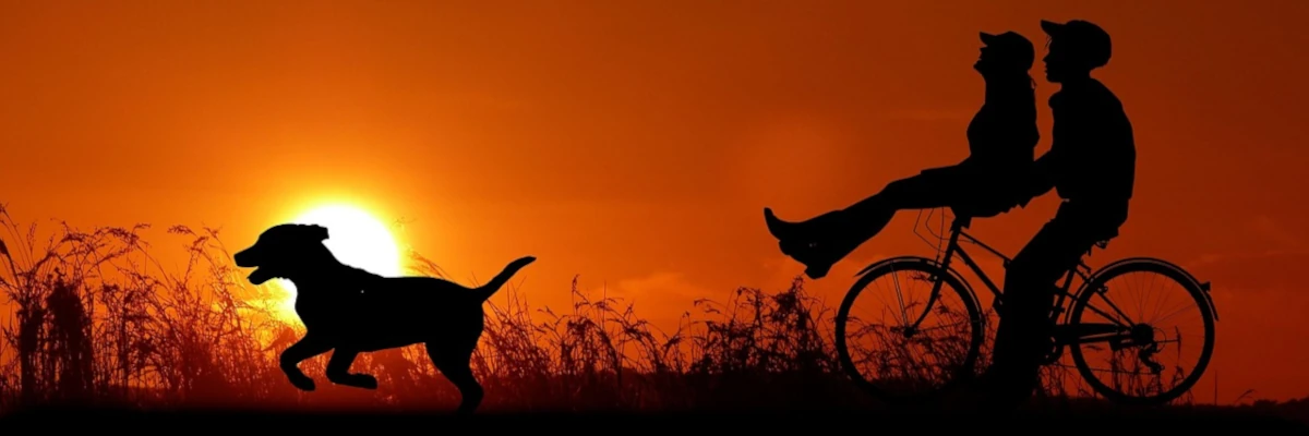 Quantum healing connection between human and pet