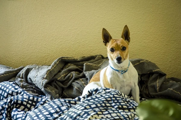 Confident pet playing and engaging happily