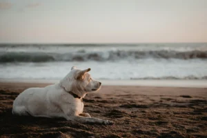 A calm dog laying outdoors, symbolising safety and renewed trust after pet aggression healing session.