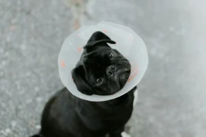 A small puppy relaxing during post-surgery pet recovery