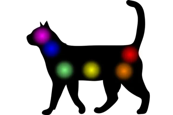 Image of a cat demonstrating animal chakras