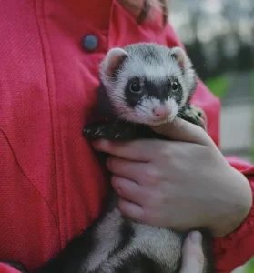 Care during post-surgery pet recovery