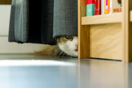 Cat hiding under a curtain showing timid behaviour, symbolising the need for gentle confidence building for fearful pets
