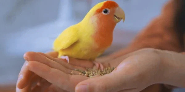 The human–animal bond and quantum healing