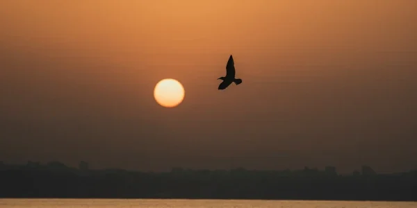 animal consciousness as part of a living system