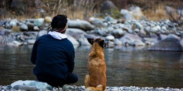 quantum healing for animals